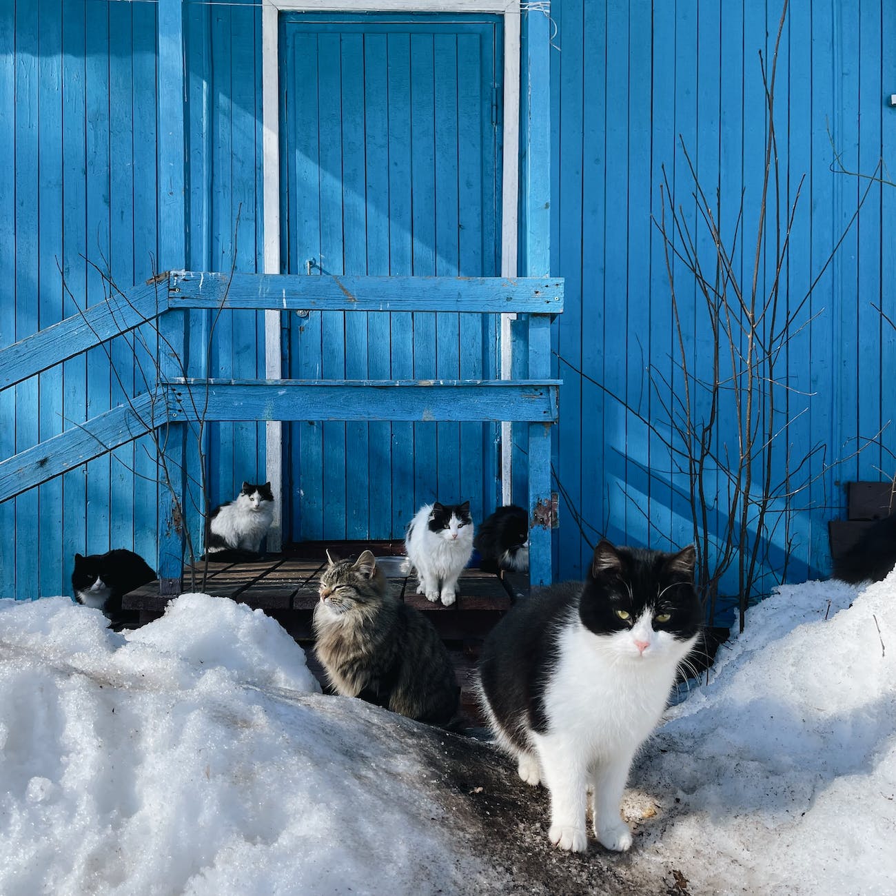 Photo by Alina Autumn on <a href="https://www.pexels.com/photo/flock-of-cats-with-timber-house-painted-blue-in-background-11551694/" rel="nofollow">Pexels.com</a>